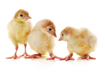 Three yellow chicks.