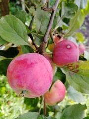 apples on a tree