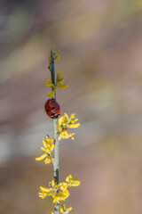 Ladybug in its natural environment.