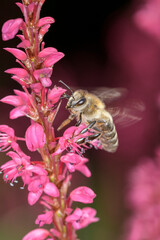 Bee - Apis mellifera - pollinates the princess-feather - Persicaria orientalis