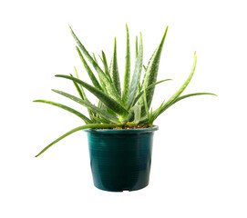 Aloe vera tree in green pot isolated on white background.