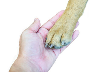A dog is giving paw to human hand close up isolated on white background with clipping path         ...