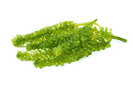 close up Green Caviar or Caulerpa lentillifera isolated on white background with clipping path. seaweed, Sea grapes                       