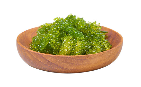 close up Green Caviar or Caulerpa lentillifera in wooden bowl isolated on white background with clipping path. seaweed, Sea grapes                                         