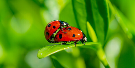 Close-up Of Ladybugs Mating in springtime on green leaf. Ladybug with Leaves Background