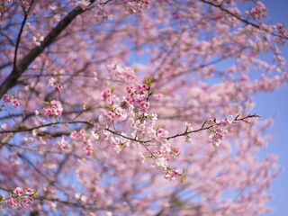 cherry blossom
