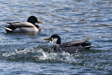 Fototapeta premium Enten auf dem Wasser
