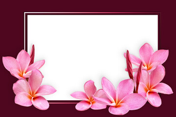 Empty white paper blank on Pink Plumeria flower frame.