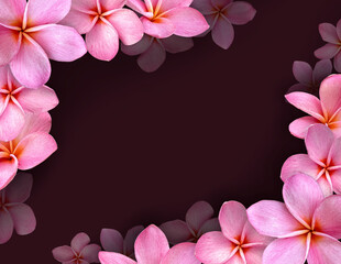 Frame of flowers, pink frangipani flower and Copy space.