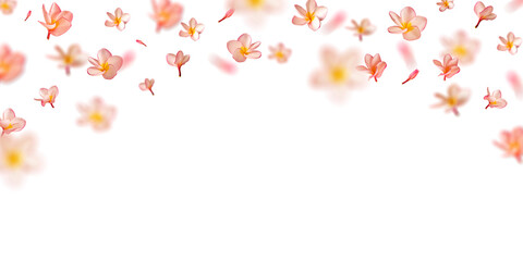 Natural Falling Pink Flower Petals, Spring background with frangipani flower blossom.