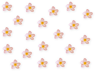 Flowers composition. Frame made of Pink Plumeria flower  and leaves on white background.