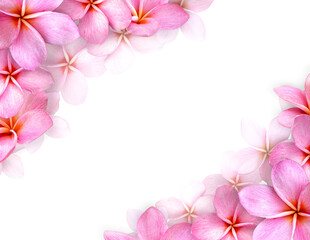 Fototapeta na wymiar Frame of flowers, pink frangipani flower and Copy space.