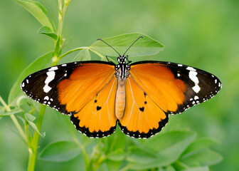 Fototapeta na wymiar butterfly in nature