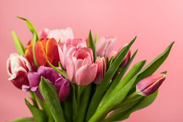 Tulip, a bouquet of tulips, on a pink background.Close-up. Gift for March 8,International Women's Day.Festive decor with flowers.Bouquet with colorful tulips.Festive floral decor.Spring tulips,bouquet