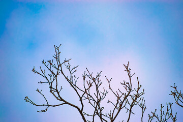 a leafless tree with swelling buds against a blue sky. Part of the tree. The concept of the onset of spring.