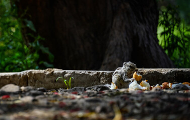 The squirrel eating food and sitting in the park
