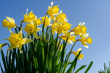 Low angle closeup of bright yellow Daffodils against a bright clear blue sky in spring time