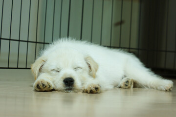 A white puppy is lying on the floor and sleeping with his front legs straight.