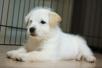The white puppy is lying down in a comfortable position.