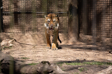 View of Large Tiger Walking Towards the Camera During the Daytime - Powered by Adobe