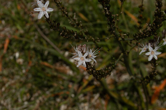 florecillas