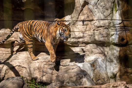 View of Bengal Tiger in Captivity while Walking on Rocks