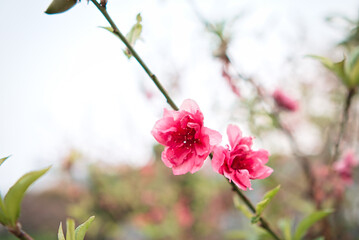 Cherry blossom (Prunus serrulata), close-up shot 
