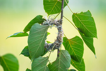 Bird nest