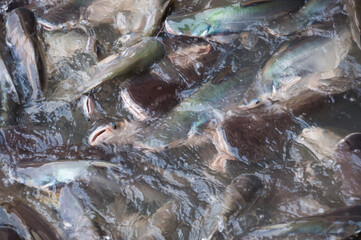 Iridescent shark, Striped catfish, Sutchi catfish (Pangasianodon hypophthalmus)  in river temple...