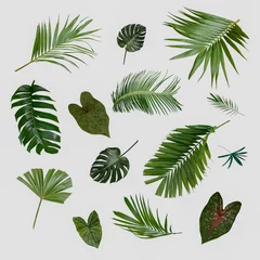 Schönere exotische tropische Blätter, isolierter Blatthintergrund © eakarat