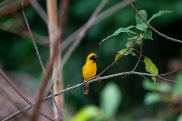 Asian golden weaver