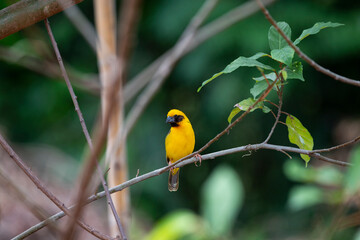 Asian golden weaver