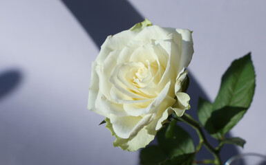 close-up of a isolated white rose on a gray background, studio shoot
