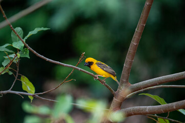 Asian golden weaver