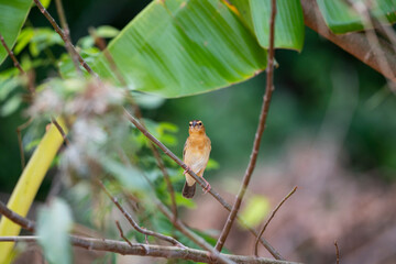 Asian golden weaver