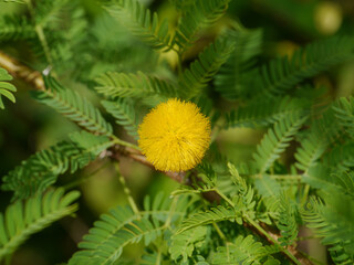 Close up Sponge Tree, Cassie Flower, Sweet Acacia with blur background.