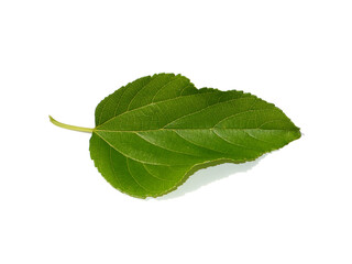 Fototapeta premium Close up mulberry leaf on white background.