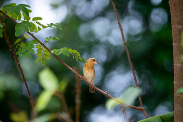 Asian golden weaver