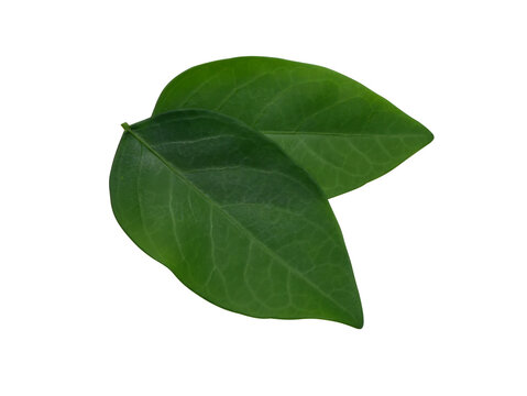 Close up leaves of Star gooseberry plant on white background.