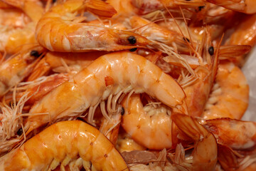 Fresh red gambas