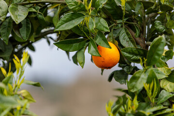 Orange on the orange tree
