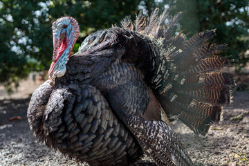 Gorgeous blown turkeys and hen on chicken coop
