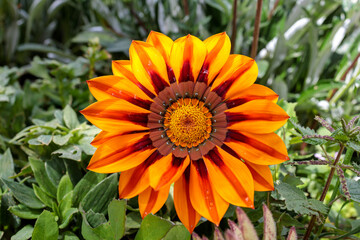 Closeup of Vibrant Striped Gazania Rigens (Treasure Flower)
