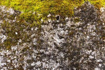 Obraz premium moss covered stone wall texture