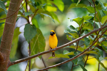 Asian Golden Weaver