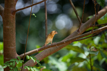 Asian Golden Weaver