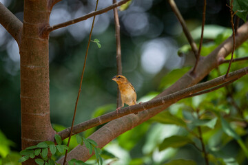 Asian Golden Weaver