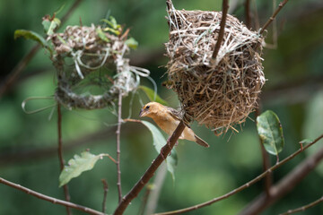 Asian Golden Weaver