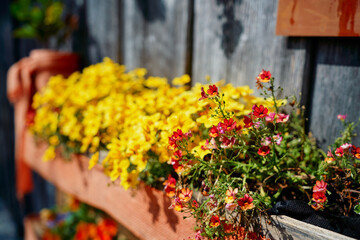 Fototapeta na wymiar Pots with flowers on the wooden shelf on wooden wall.