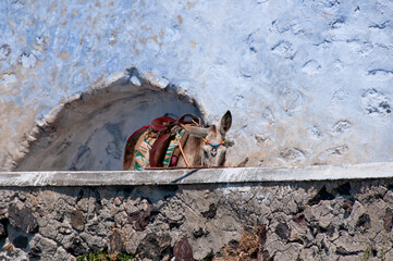 A quaint and lonely transport donkey in a narrow street in the village of Oia on the island of...
